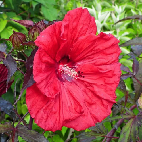 Hibiscus carrousel red - carrousel®, 'red