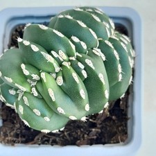 Marginatocereus Marginatus