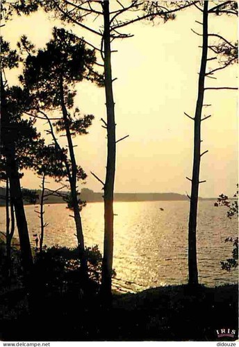 Carte postale ronce - carte,