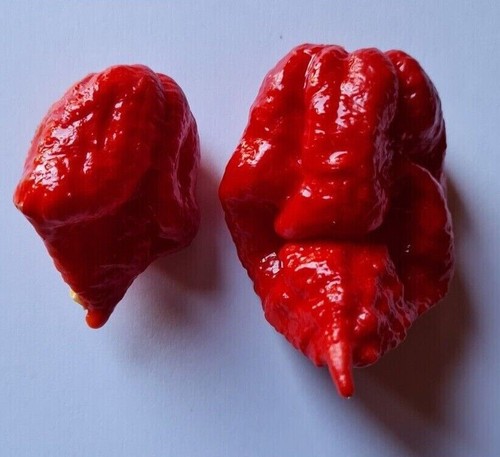 Graines piment 7pot seven - graines,