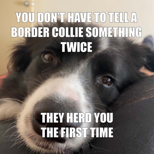 Border collie dog fridge - ,