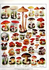 Planche botanique 1922 in "Les