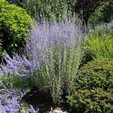 Perovskia atriplicifolia