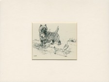 CAIRN TERRIER LOVELY VINTAGE 1947 MOUNTED DOG ART PRINT BY VERNON STOKES