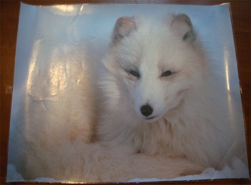 Photo plastifiée - (50, x