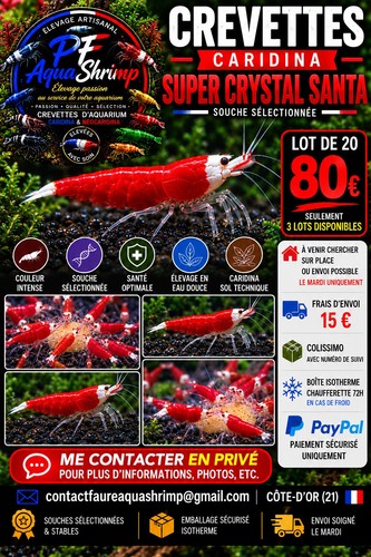 Crevettes aquarium eau - crevettes, d’aquarium