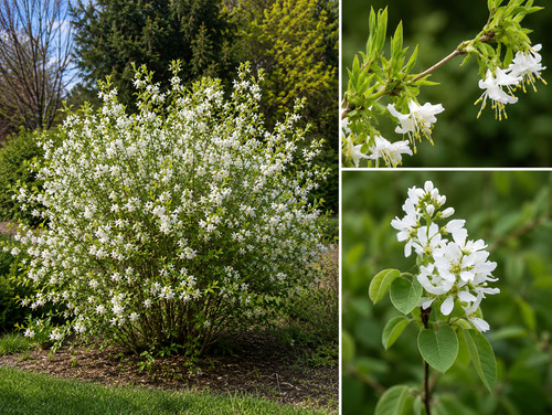 Lonicera fragrantissima 200 - fragrantissima,,