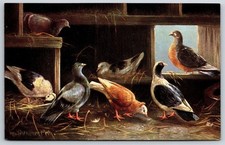 Bird Artist Otto Muller~Pigeons~Including Red Capuchin~Baby Squabs~Ser 418