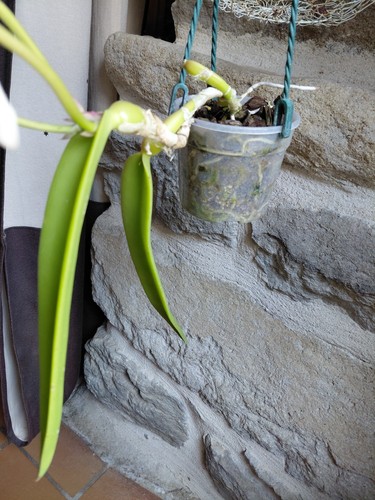 Epidendrum falcatum - falcatum,