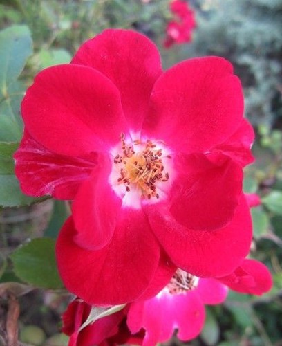 Rosier liane ancien - rosier,