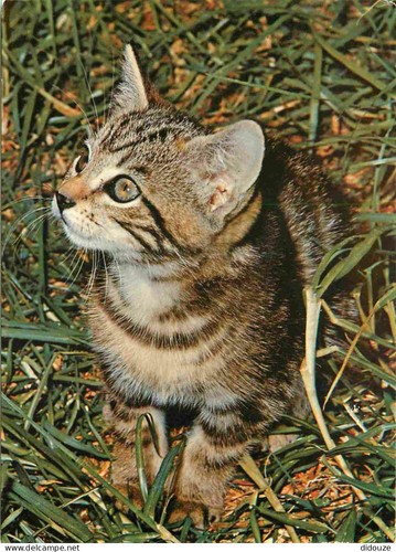 Carte postale animaux - postale,