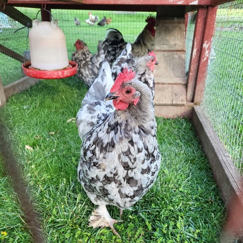 Splash marans hatching eggs - splash,