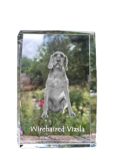 Vizsla cristal avec - -, image