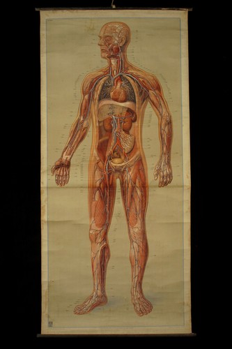 Ancienne affiche écorché