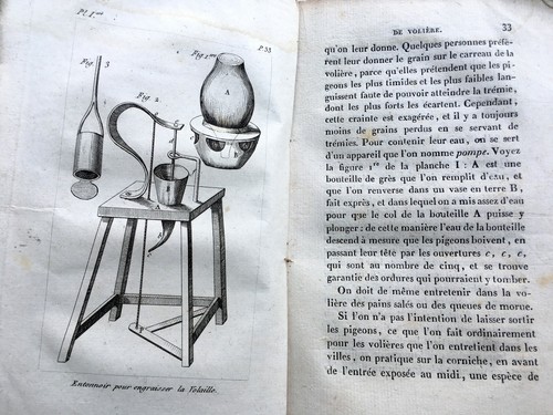 1823 oiseaux basse - oiseaux, cour