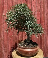 BONSAÏ  TROPICAL FICUS