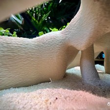 Cachette d'angle fausse racine de mangrove aquarium terrarium aspect naturel pou