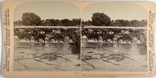 South Africa, draft horses and oxen s&#039;drinking in the Velc River
