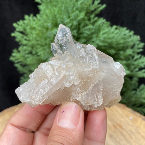 Lémurien quartz whitecluster - lémurien,