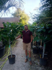 DESTOCKAGE grand figuier fructifiant deja -18°C