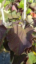 Cercis canadensis 'Forest