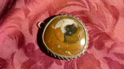 Collection mollusque fossile - mollusque,