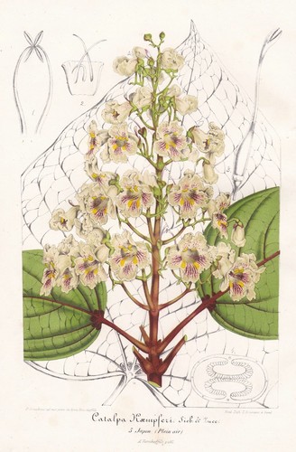 Arbre trompette jaune - arbre,