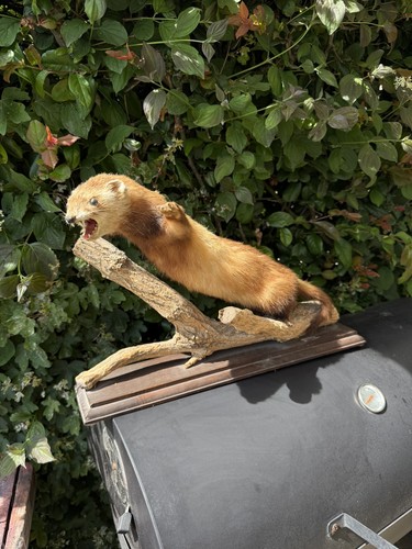 Taxidermie marthe fouine furet - fouine,