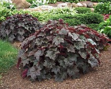 50 Coral Bells Purple Palace Heuchera Live Perennial Plants