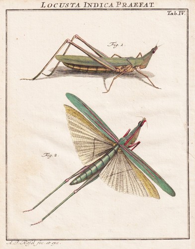 Tab sauterelles locusts - iv,