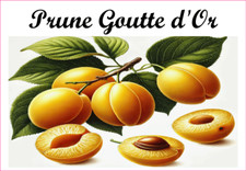 Prune Goutte d'Or 12 sticker