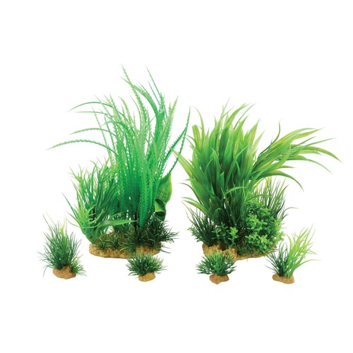 Jalaya plantes - n1,