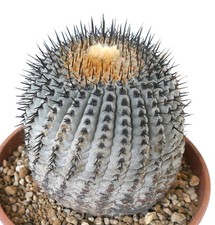 Copiapoa columna-alba 100