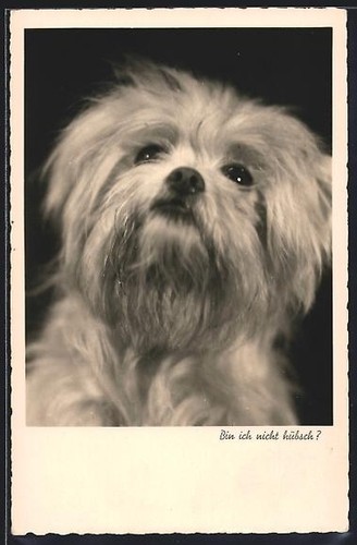 Carte postale bichon - carte, frisé