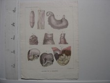 Ancienne Planche Couleur