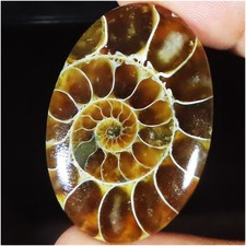 71.70 Cts Naturel Ammonite