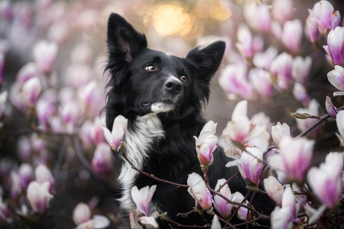 Border collie anime playmat - collie,