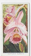 Single Card Orchids Saronicks