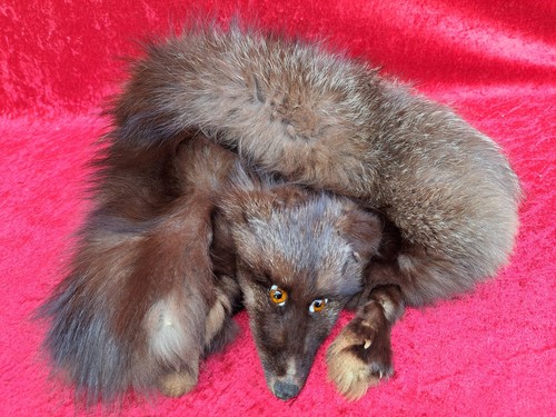 Jolie vieux fuchs stola - jolie,, fuchs-stola
