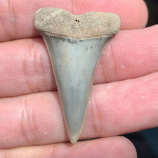 Carcharodon hastalis Extinct