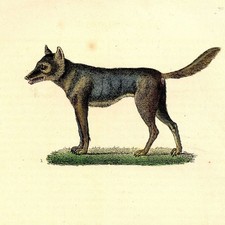 Histoire naturelle Loup et Loup Noir - Gravure originale XIXe