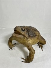 Crapaud buffle début 19eme
