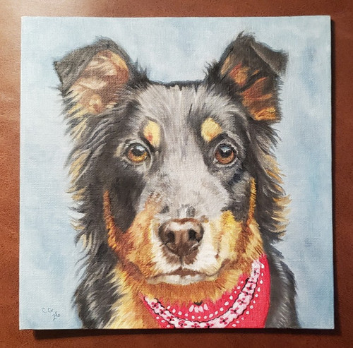Border collie original - border,