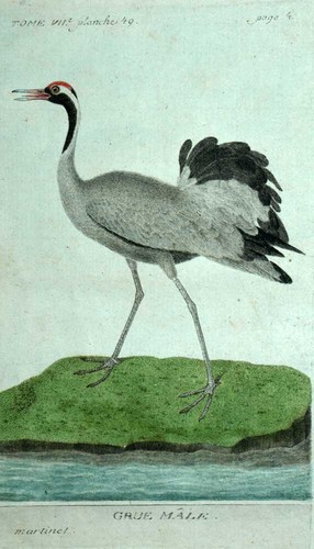 Grue cendrée male - la,