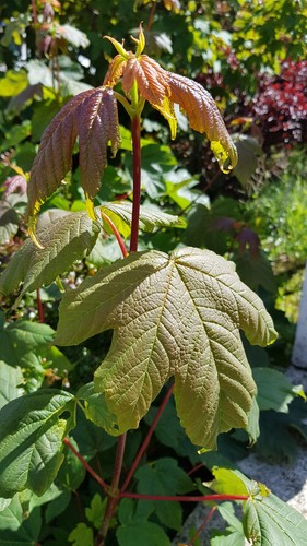 Acer pseudoplatanus erable - acer,