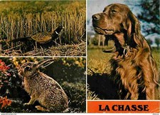 Animals - Dogs - Irish Setter - Hunting - Multivview - Hare - Pheasant - CPM