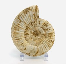 Ammonite fossile authentique