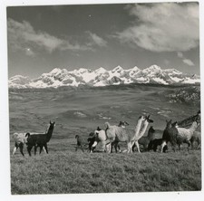 PHOTO, 1954 Bolivia des lamas