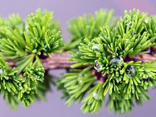 Larix decidua 'Krejci' -