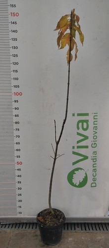 Plante euonymus europaeus - euonymus,